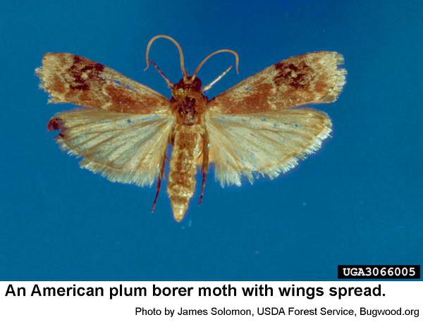 hind wings of American plum borer moth